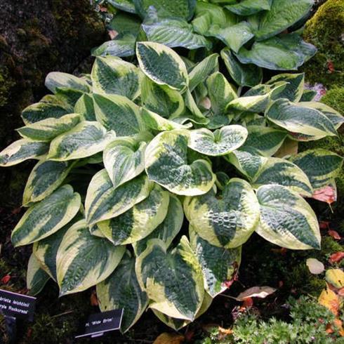 funkia__hosta_wide_brim