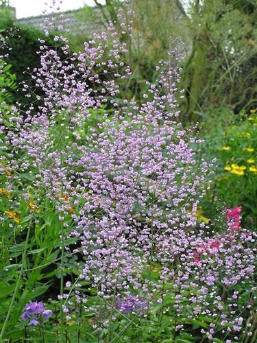 frøstjerne__thalictrum_rochebrunianum