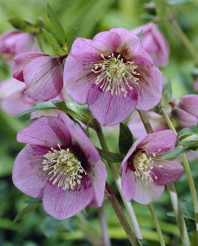 julerose__helleborus_orientalis_pink_lady