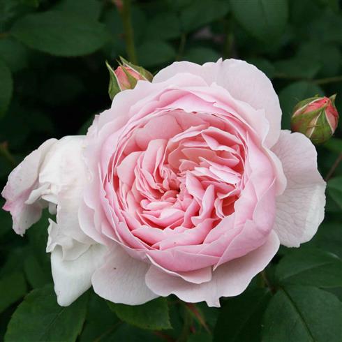 wisley_2008__rosa__engelsk_rose_