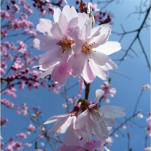japansk_kirsebær__autumnalis_rosea__5080_cm_med_p9_potte__prunus_subhirtella_