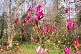 stjernemagnolie__susan__violetrød__125150_cm_med_potte_eller_klump__magnolia___