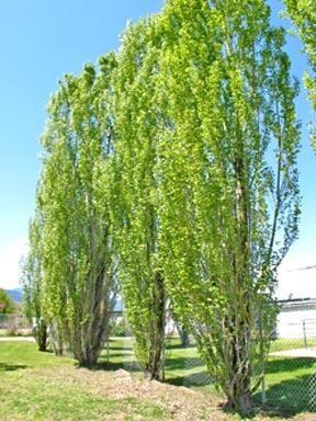 poppel__søjle__populus_nigra_italica__allétræer_haveplanter_