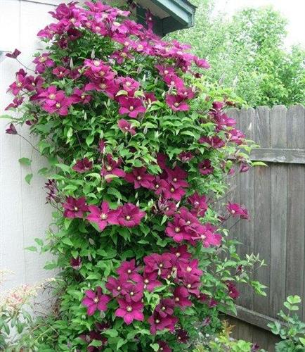 clematis__ernest_markham__mørkerød__leveres_med_potte__storblomstrende__mp-34_