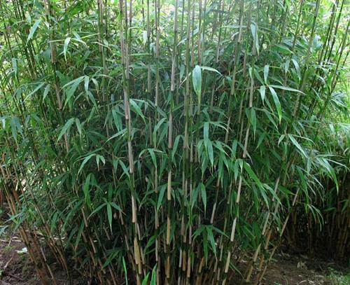 bambus__rufa__haveplanter_hegnsplanter_hæk__fargesia_murielae_rufa__