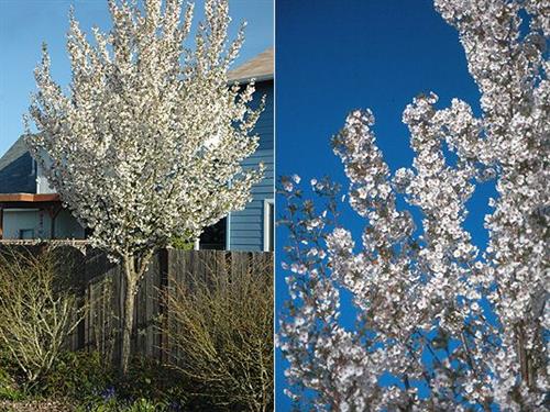 japansk_kirsebær__snow_goose__prunus__