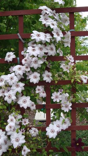 clematis__miss_bateman__cremehvid__leveres_med_potte__storblomstrende__mp-34_