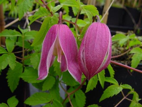 clematis__macropetala__rosy_ogrady__sart_lyserød__leveres_med_potte__småblomstrende__mp-34_