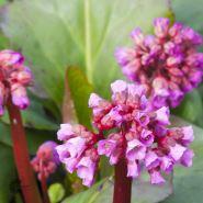 bergenia__kæmpestenbræk__store_mørkerøde_blomster__cordifolia_rotblum_