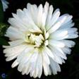 Asters  Stauder
