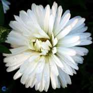 asters__hvide_blomster__nyengelsk_høstasters__novi-belgii_white_ladies_