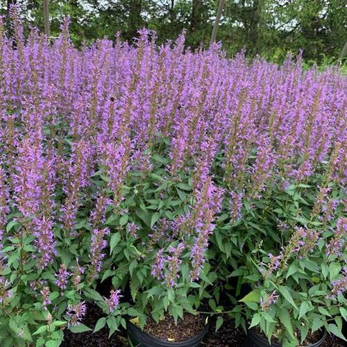 mynte_anisisop_indianermynte__agastache_purple_haze