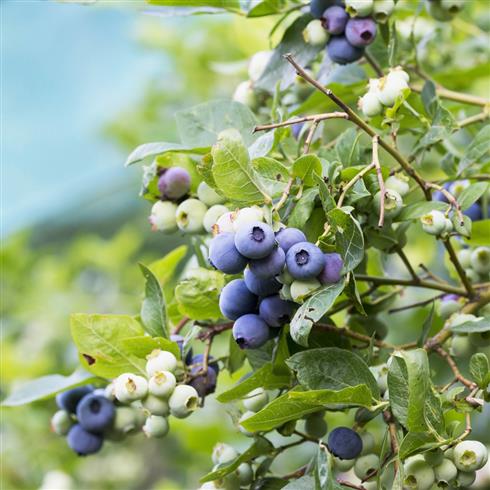 blåbær__patriot__leveres_i_potte__frugtbusk__mellemstore_blåsorte_bær_med_mørkt_kød__modnes_når_de_er_7-8_måneder__mp-34__vaccinium_corymbosum__
