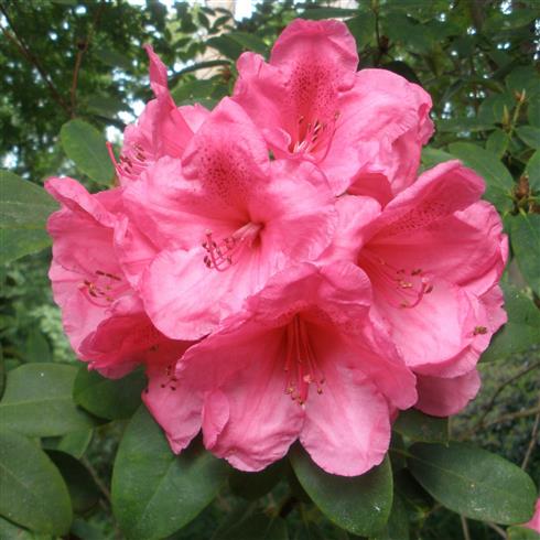 rhododendron__lys_rød__leveres_i_p13_potte__anna_rose_whitney_