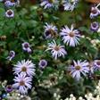 Asters  Stauder