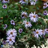 asters__lys_lilla_blomster__frikartii_