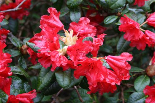 rhododendron__rød__scarlet_wonder__