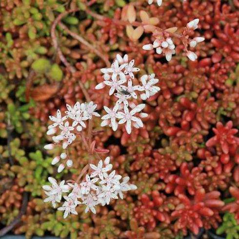 hvid_stenurt__sedum_album_coral_carpet