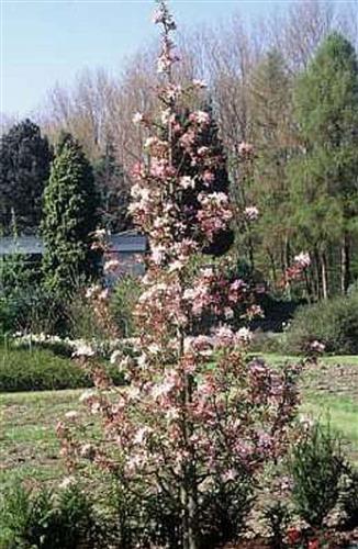 paradisæble__red_obelisk__lyserøde_blomster_med_en_mørkere_pink_kant__dybrøde_frugter__red_obelisk_malus__