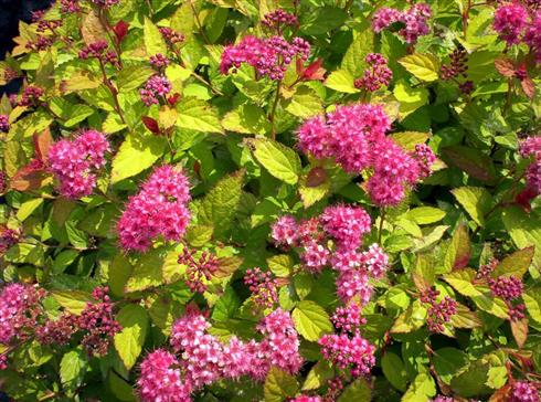 spiræa__goldflame__mørkrosa__2040_cm_med_p9_potte__spirea_japonica__