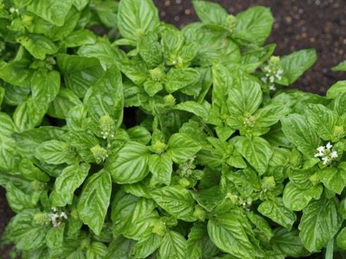 basilikum__camphor__ocimum_kiliman__x_basilicum_