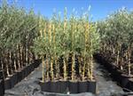 Oliven. Oliveira Arberquina Vaso. 125-150 cm. med 4 Liters. eller klump.