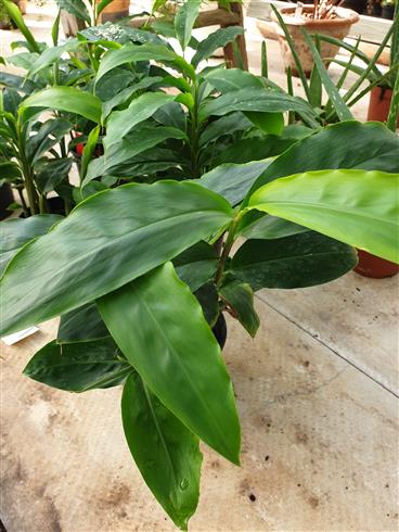 kardemomme_grøn__elettaria_cardamomum_