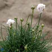 engelsk_græs__hvid__armeria_maritima__alba_