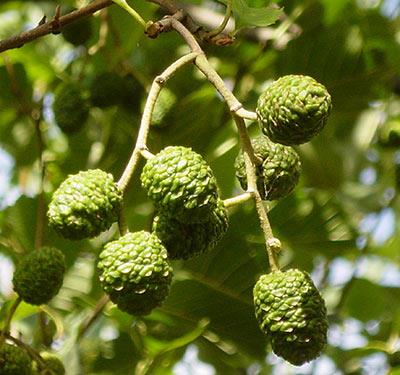 hjerteblad__alnus_cordata_