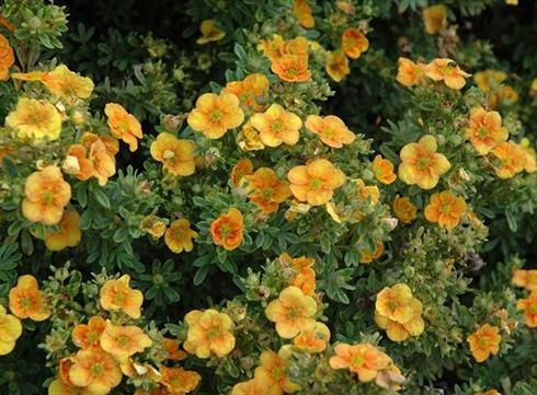 potentil__sunset__orange_gul__potentilla_fruticosa__
