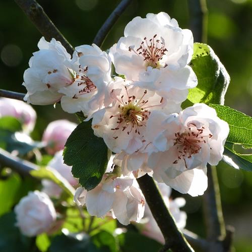 paradisæble__charlottae__malus__haveplanter__