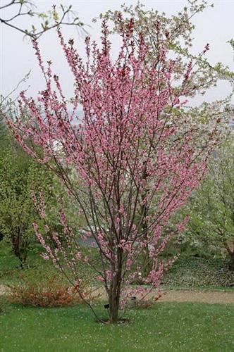 japansk_kirsebær__spring_glow__prunus_persica_