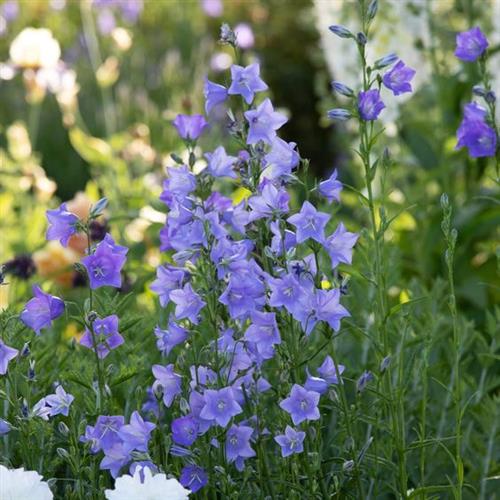 mælkeklokke__campanula__persicifolia__telham_beauty_