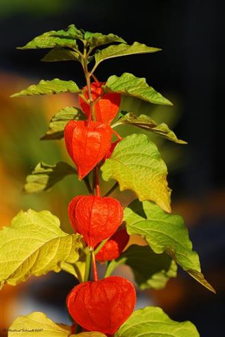 jødekirsebær__japansk_lygte__physalis_alkekengi_var__franchetii