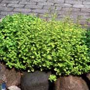origanum__guld_origanum__sartrosa__vulgare_thumbles_variety_