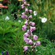 ridderspore__lysviolette_blomster__delphinium__pacific_astolat_