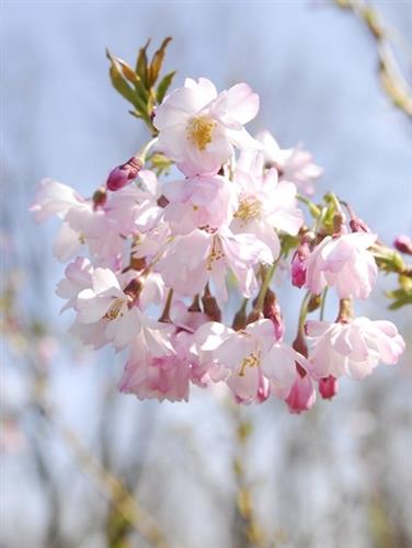 japansk_kirsebær__autumnalis__5080_cm_med_p9_potte__prunus_subhirtella_
