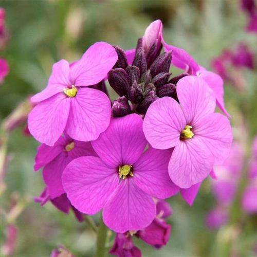 hjørneklap__erysimum__bowles_mauve_