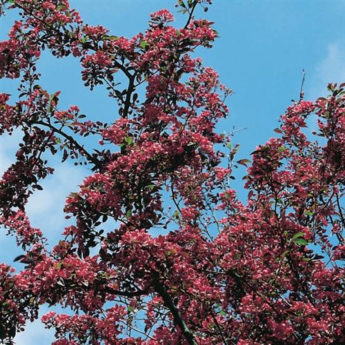 paradisæble__nicoline__malus__haveplanter__
