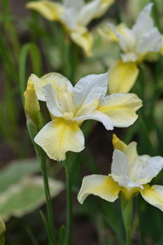 iris_sibirica_butter_and_sugar