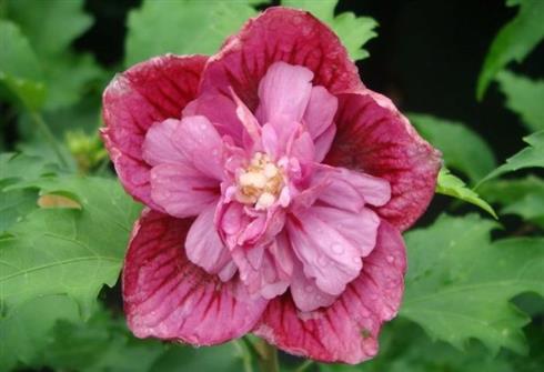 syrisk_rose__duc_de_brabant__rødlige_blomster__1530_cm_med_p9_potte__hibiscus_syriacus_duc_de_brabant__