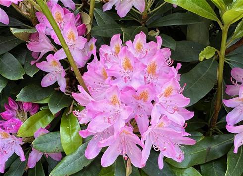 rhododendron__lyserød__leveres_i_p13_potte__ponticum_roseum_