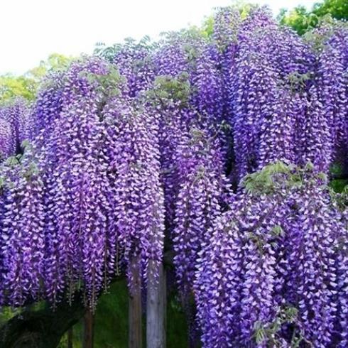 blåregn__violancea_plena__blålilla__dobbelte_blomster__japansk__wisteria_floibunda__violancea_plena__