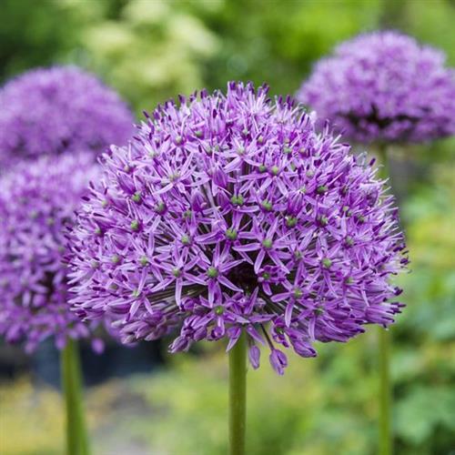 prydlØg__allium__aflatunense_