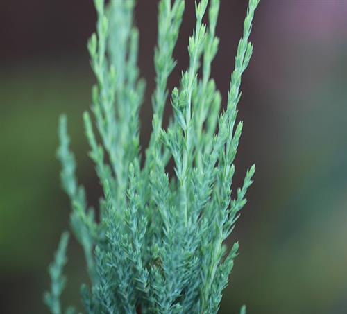 enebær__blyantstræ__blue_arrow__juniperus_scopulorum__haveplanter__hegnsplanter__hæk__