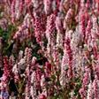 Urt - Persicaria Stauder