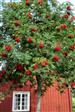 Bivenlige planter