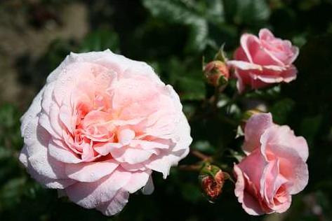 rose_de_tolbiac__pastel_pink__slyngrose__