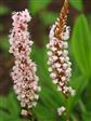 Urt - Persicaria Stauder