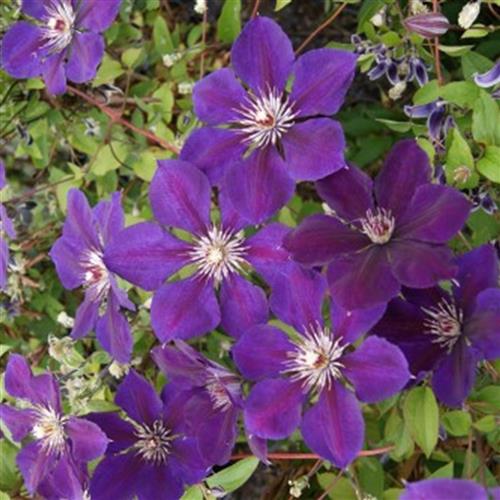 clematis__gipsy_queen__purpurviolet__leveres_med_potte__storblomstrende__mp-34__